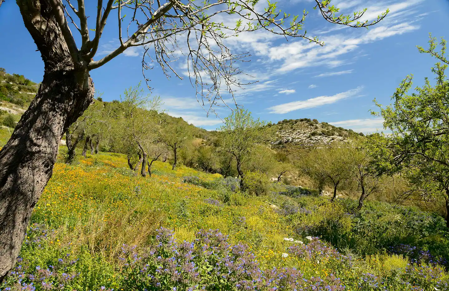 Villa dolce Valle Ragusa Sicile olivier